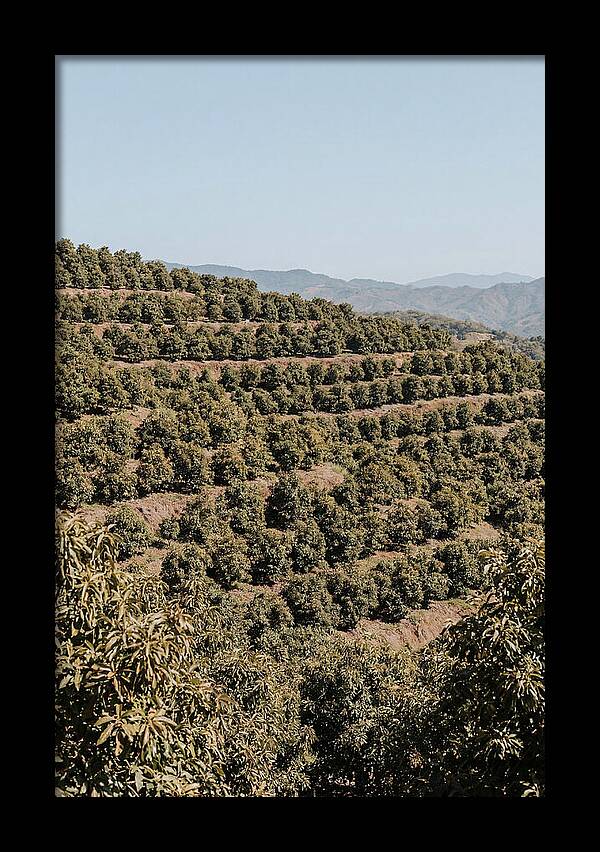 Avocado Grove On Tropical Hillside