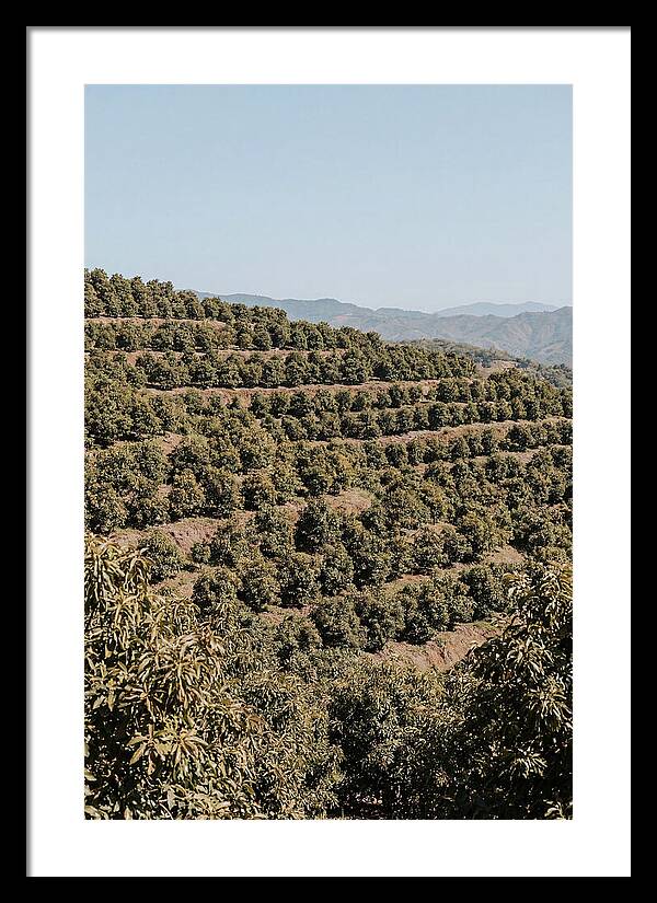 Avocado Grove On Tropical Hillside