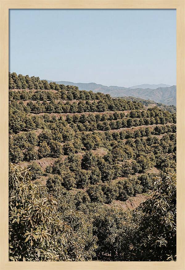Avocado Grove On Tropical Hillside