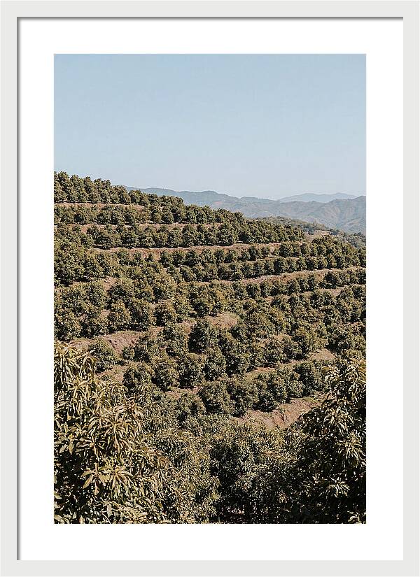Avocado Grove On Tropical Hillside