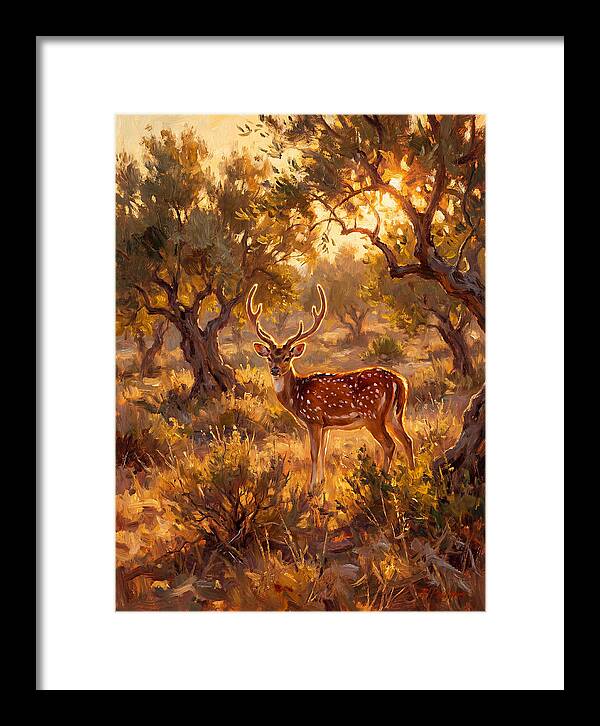 Axis Deer In Golden Light
