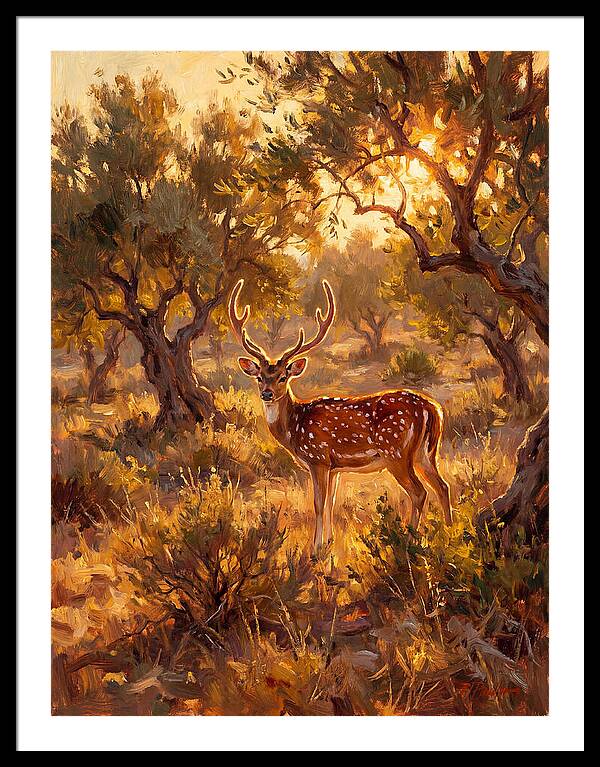 Axis Deer In Golden Light