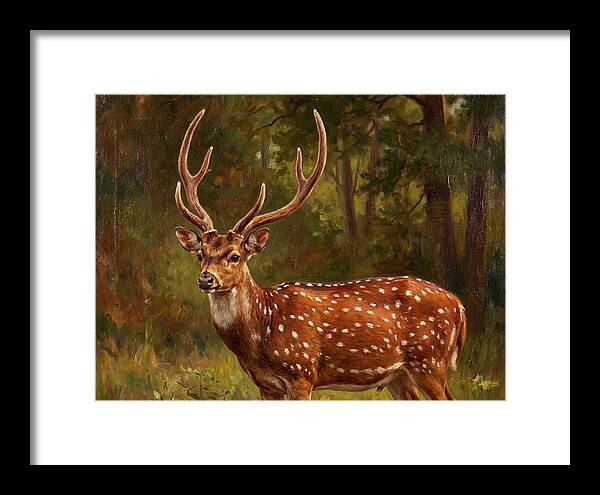 Axis Deer In Natural Habitat
