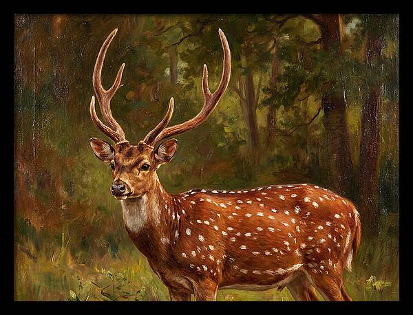 Axis Deer In Natural Habitat