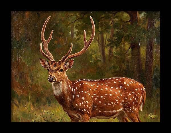 Axis Deer In Natural Habitat