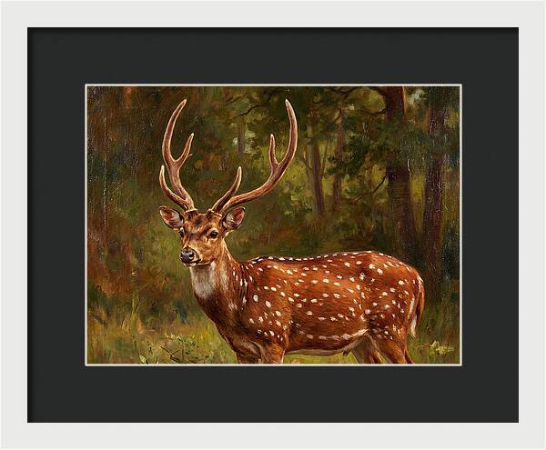Axis Deer In Natural Habitat