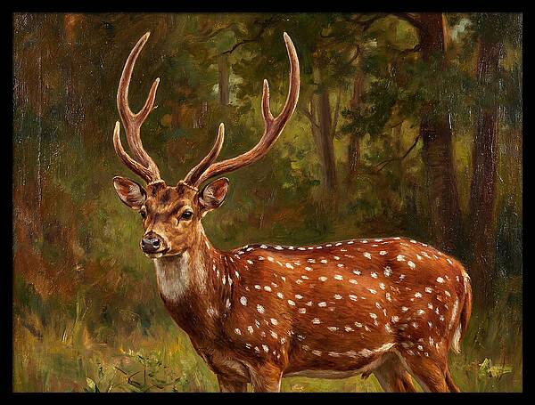 Axis Deer In Natural Habitat