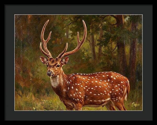 Axis Deer In Natural Habitat