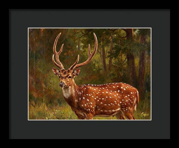 Axis Deer In Natural Habitat