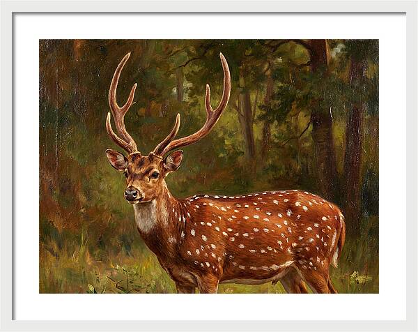 Axis Deer In Natural Habitat