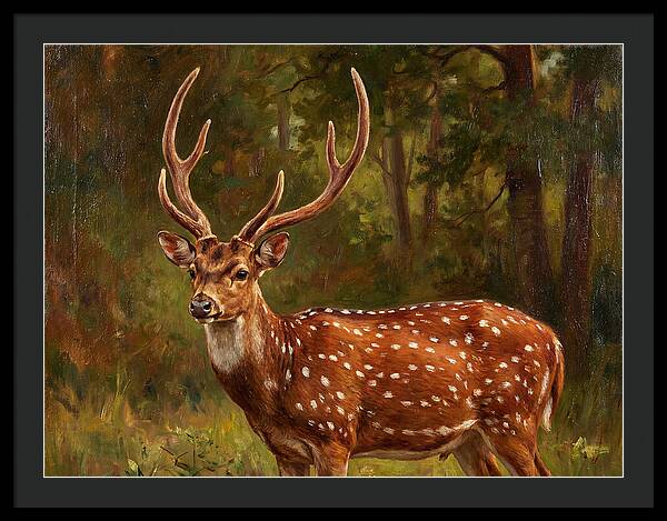 Axis Deer In Natural Habitat