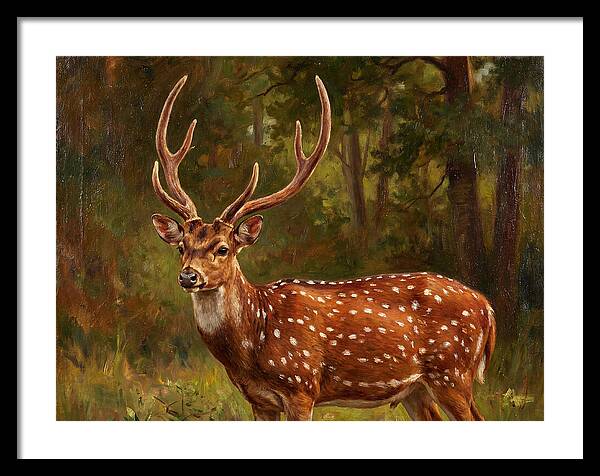 Axis Deer In Natural Habitat