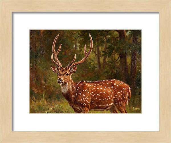 Axis Deer In Natural Habitat