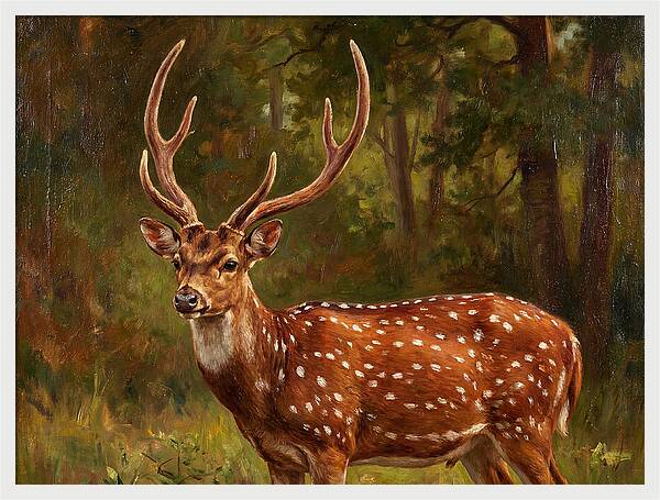 Axis Deer In Natural Habitat
