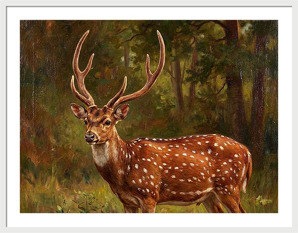 Axis Deer In Natural Habitat