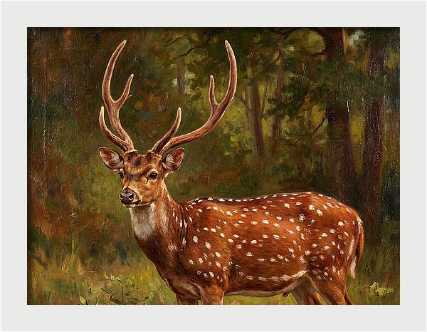 Axis Deer In Natural Habitat