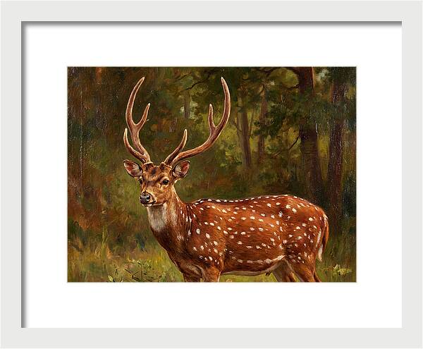 Axis Deer In Natural Habitat