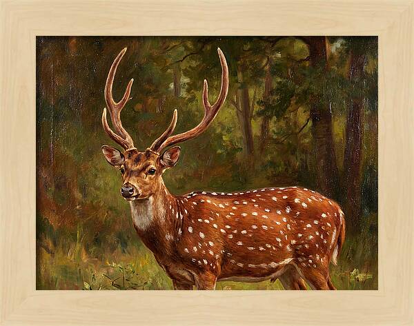 Axis Deer In Natural Habitat