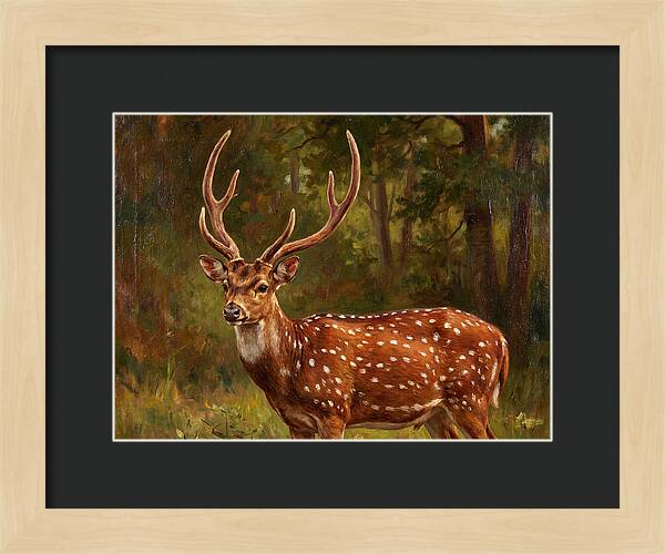 Axis Deer In Natural Habitat