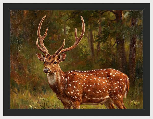 Axis Deer In Natural Habitat