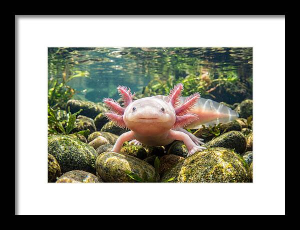 Axolotl In Clear Water