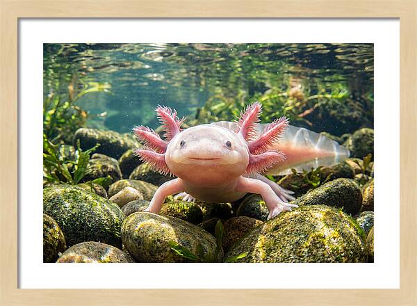 Axolotl In Clear Water