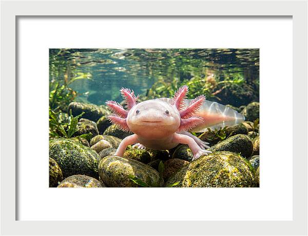 Axolotl In Clear Water