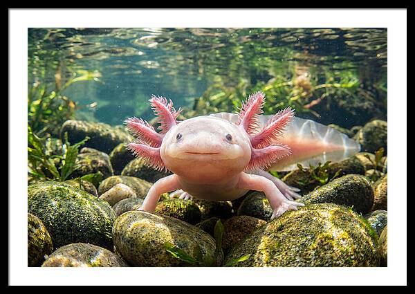 Axolotl In Clear Water