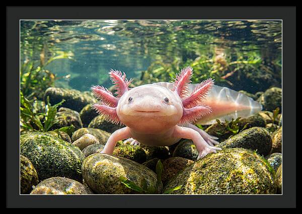 Axolotl In Clear Water