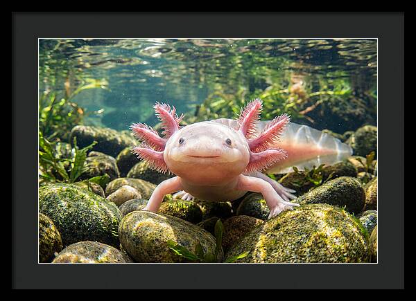 Axolotl In Clear Water