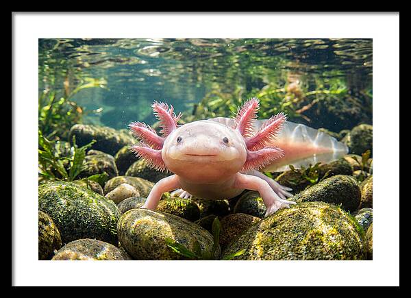 Axolotl In Clear Water