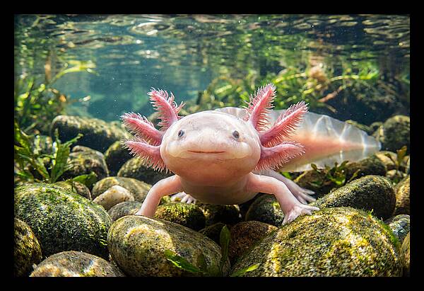 Axolotl In Clear Water