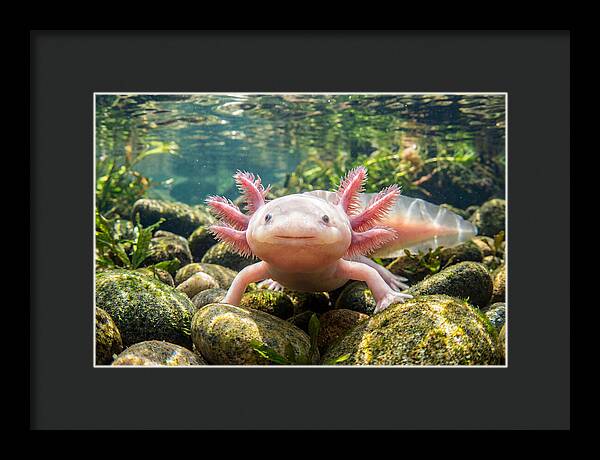 Axolotl In Clear Water