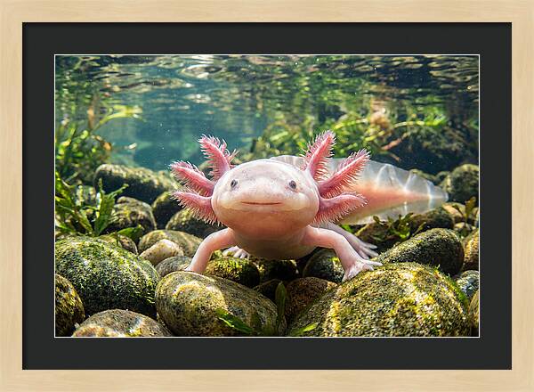 Axolotl In Clear Water