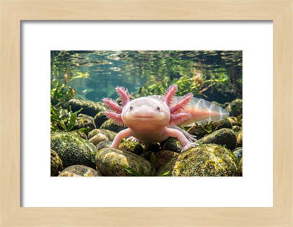 Axolotl In Clear Water