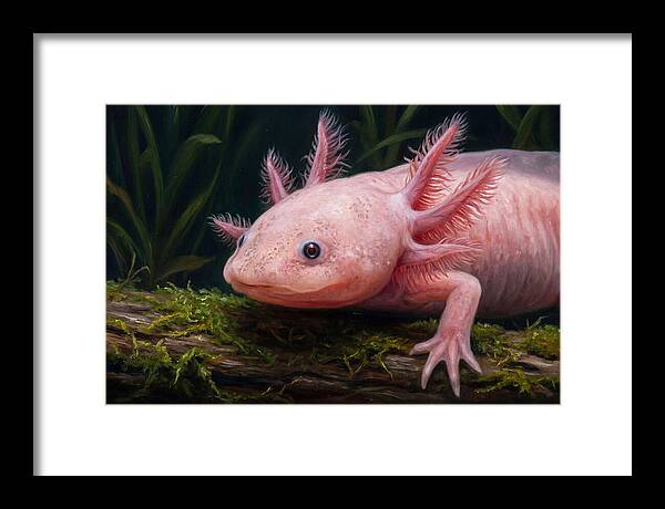Axolotl In Its Habitat