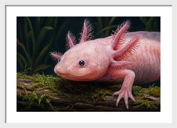 Axolotl In Its Habitat
