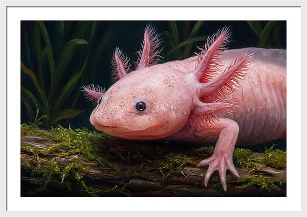 Axolotl In Its Habitat