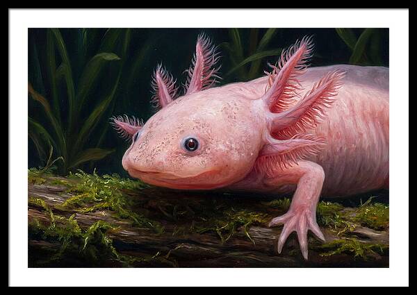Axolotl In Its Habitat