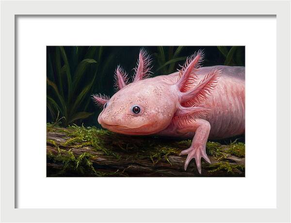 Axolotl In Its Habitat
