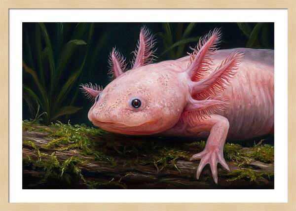 Axolotl In Its Habitat