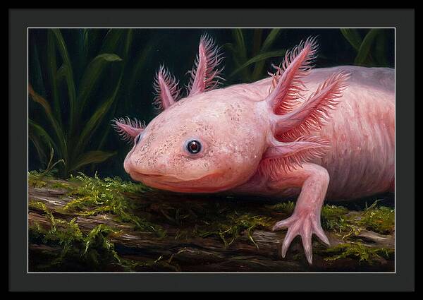 Axolotl In Its Habitat