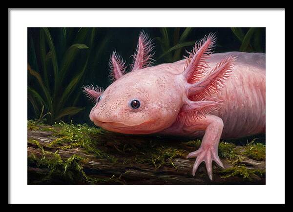 Axolotl In Its Habitat