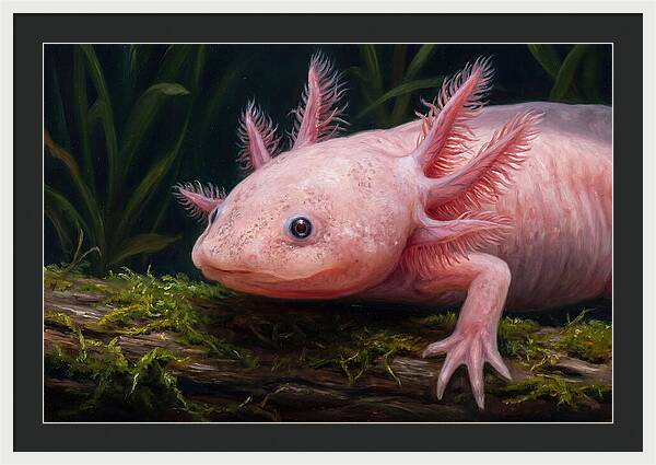 Axolotl In Its Habitat