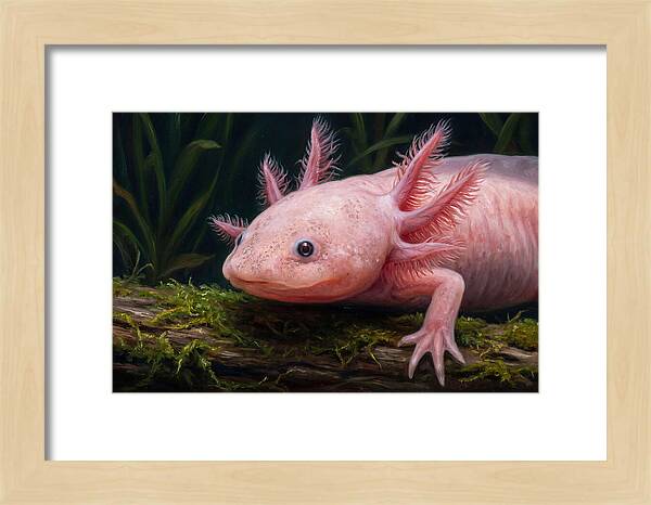 Axolotl In Its Habitat