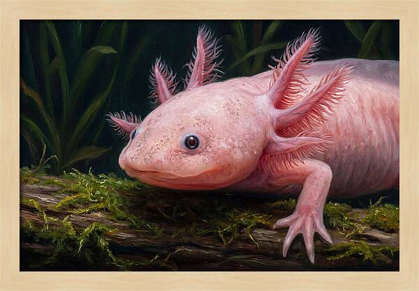 Axolotl In Its Habitat