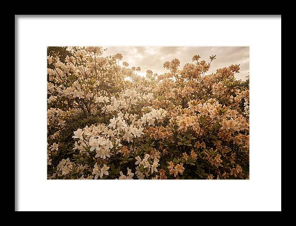 Azalea Cluster Blossoms At Dusk
