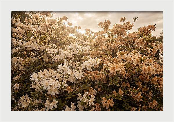 Azalea Cluster Blossoms At Dusk