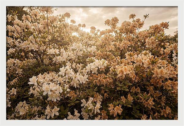 Azalea Cluster Blossoms At Dusk