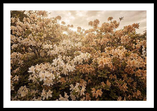 Azalea Cluster Blossoms At Dusk